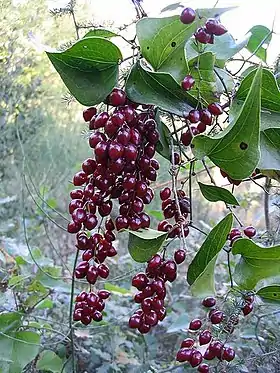 Frutos de Smilax aspera.