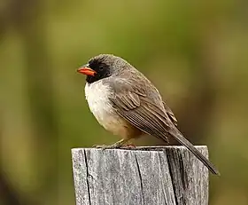 Batuqueiro-de-bico-laranja (Saltatricula atricollis) no Parque Nacional da Serra da Canastra, Minas Gerais, Brasil.