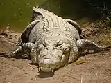 Crocodilo-de-água-salgada, o maior réptil vivo, é o predador dominante em seu habitat. Seu parente, o crocodilo do Nilo, que inclusive preda grandes símios (humanos e chimpanzés), está no topo da cadeia alimentar nas águas africanas.