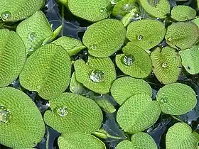 Salvinia minima.