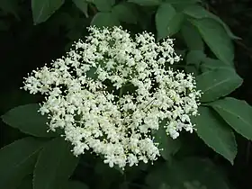 Um Sambucus indefinido.