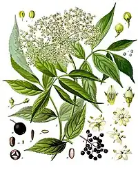 Sambucus nigra L.