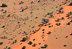 Espinho de camelo espalhado nas dunas no deserto de Kalahari na Namíbia (2017)