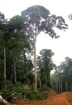 Entandrophragma cylindricum (Congo).