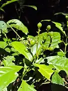 Frutos imaturos de Sarcandra chloranthoides.