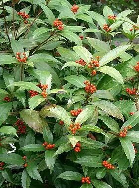 Frutos de Sarcandra glabra.