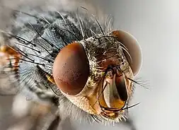 Sarcophagidae: cabeça, mostrando as antenas tri-segmentadas e a arista.