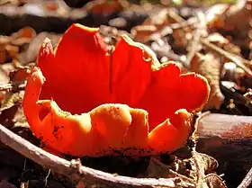 Sarcoscypha coccinea