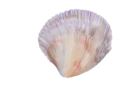 Protothaca pectorina