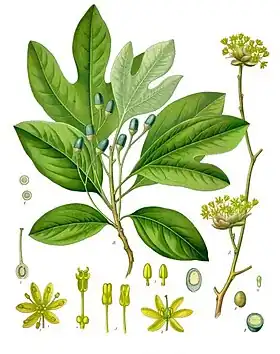Sassafras albidum