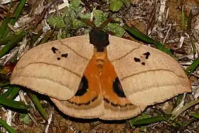 S. curvilinea, na Guiana Francesa.