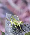 Tettigonia cantans