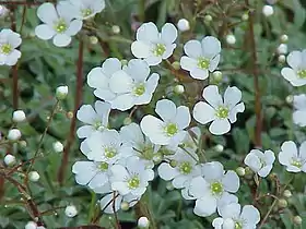 Saxifraga cochlearis