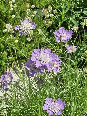 Scabiosa graminifolia