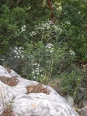 Scaligeria napiformis