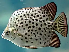 Perca-disco-pintada (Scatophagus argus)
