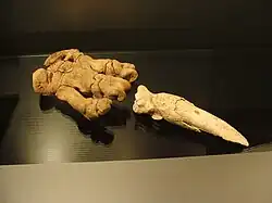 Scelidotherium sp. mão direita incompleta