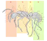 10 = Escutelo em Formicidae (Hymenoptera)