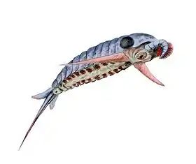 Schinderhannes, um membro da família Anomalocaridae.