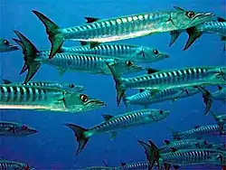 Um cardume de Sphyraena putnamae.