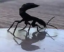 Comportamento deimático.