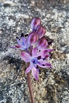 Scilla autunnale