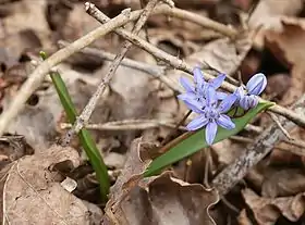 Scilla bifolia