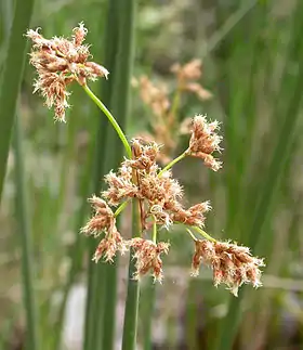 Scirpus californicus
