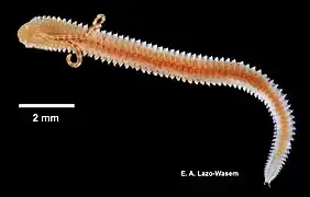 Marenzelleria viridis (Verrill, 1873).