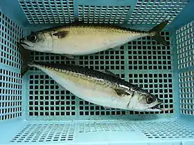 Scomber japonicus