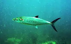 Scomberomorus maculatus (acima) e Scomberomorus commerson (abaixo).