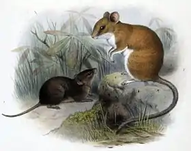 Scotinomys teguina (esquerdo)