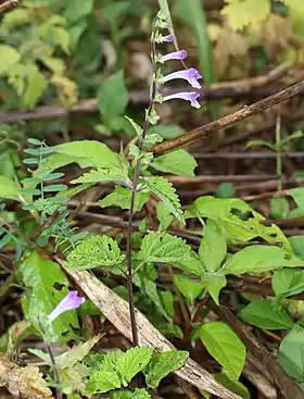 Scutellaria pekinensis, espécie incluída na subfamília Scutellarioideae.