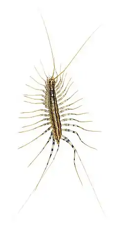 Scutigera coleoptrata