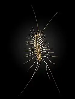 Scutigera coleoptrata (cabeça na parte superior).