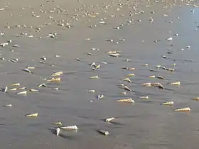 Conchas vazias de gastrópodes marinhos do gênero Turritella em praia da Costa Rica, no Pacífico.