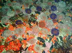 Diversos equinozoários (África do Sul).