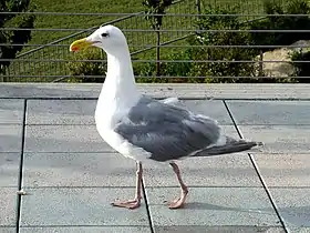 Larus glaucescens