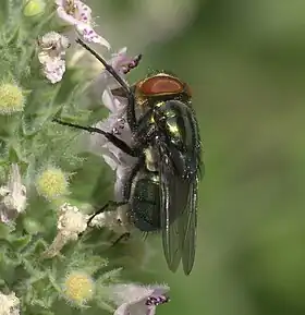 Cochliomyia macellaria