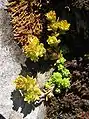 Sedum alpestre