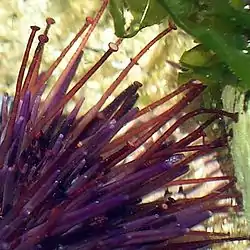 Sea urchins have adhesive tube feet.