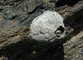 Craca australiana do género Tetraclitidae.