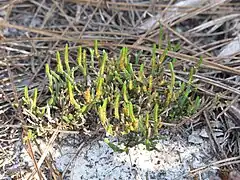 Selaginella arenicola