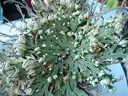 Selaginella lepidophylla.