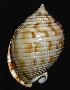 Fotografia da vista superior da concha de S. undulata; espécime da Sicília (Itália).