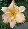 Hemerocallis "Sense"