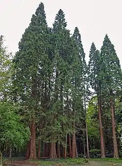 Sequoiadendron giganteum