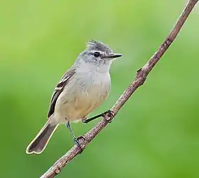 Alegrinho em Piraju, Estado de São Paulo, Brasil