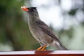 Hypsipetes crassirostris