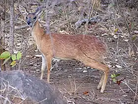 Rafícero-de-sharpe na África do Sul